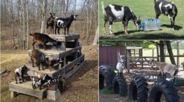 DIY Toys For Goats To Keep Them Busy